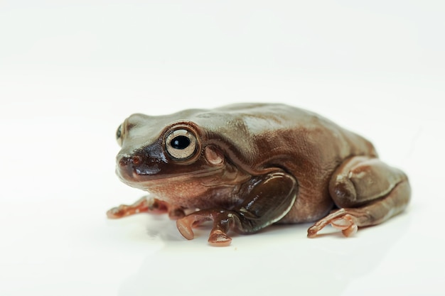 Grenouille trapue sur fond blanc