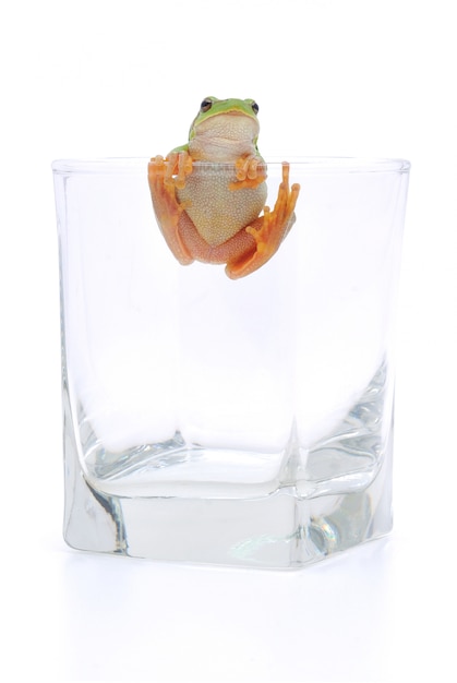 Grenouille en verre