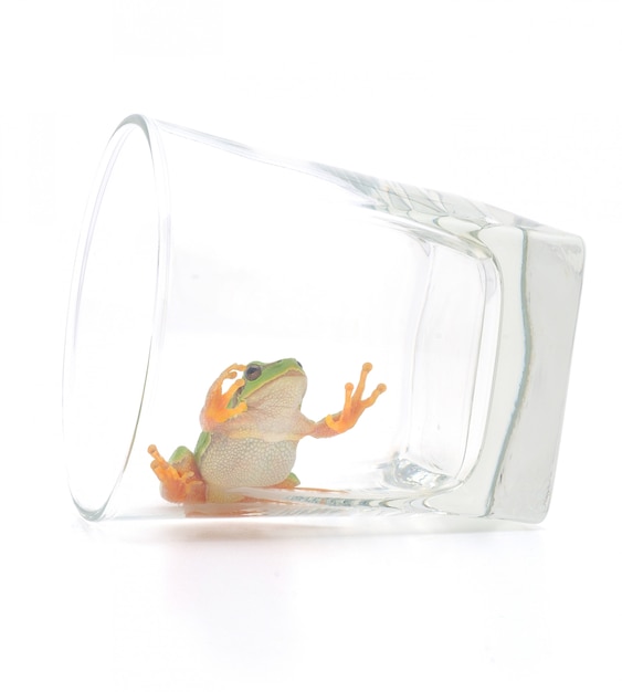 Grenouille en verre