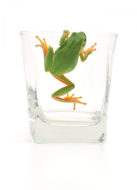 Photo grenouille en verre