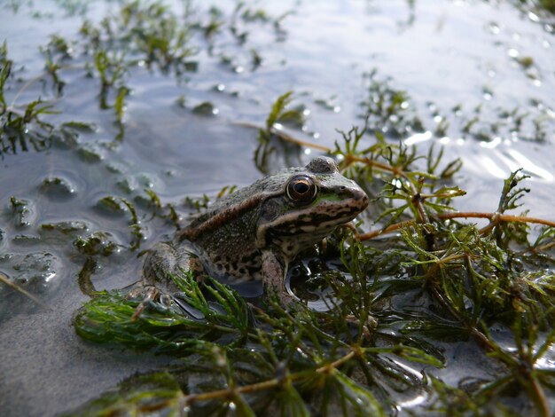 Grenouille verte au bord d'un étang