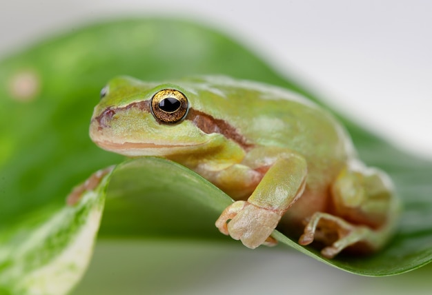 Photo grenouille verte aux yeux exorbités