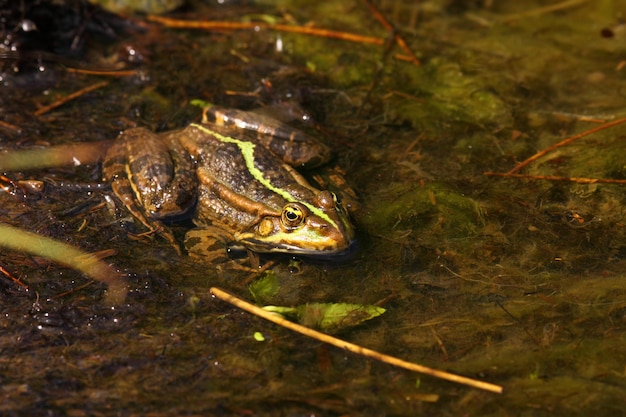 Grenouille verte dans l&#39;eau