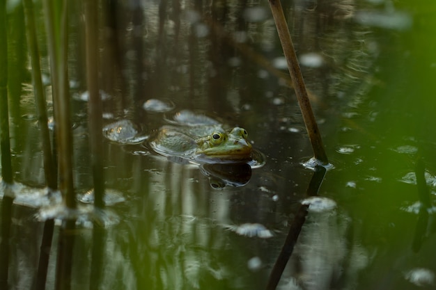 Photo grenouille verte dans l'étang