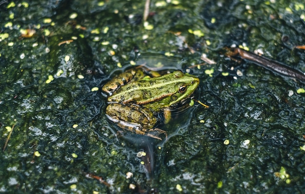 Grenouille verte dans un marais, gros plan.