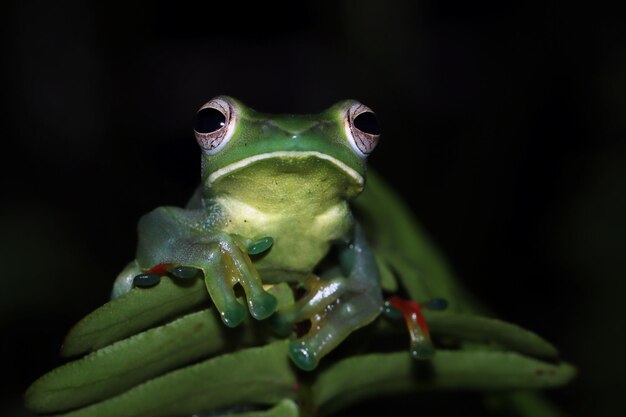 Photo une grenouille verte est assise sur une feuille dans le noir.