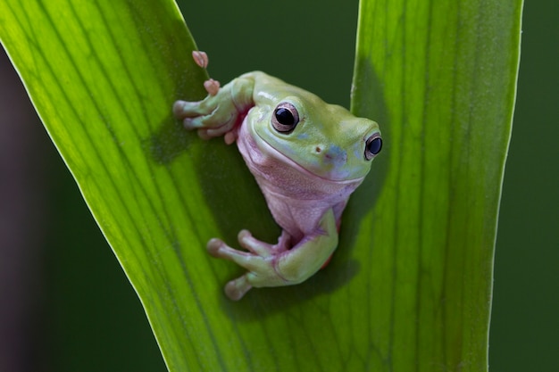 Grenouille verte sur feuille