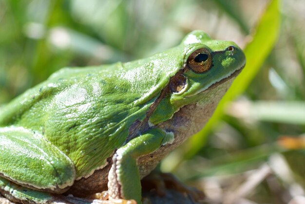 Grenouille verte avec fond d'herbe