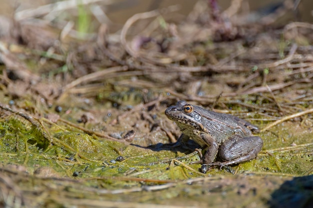 Grenouille verte ibérique Pelophylax perezi Malaga Espagne