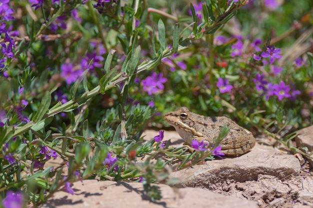 Grenouille verte ibérique Pelophylax perezi Malaga Espagne