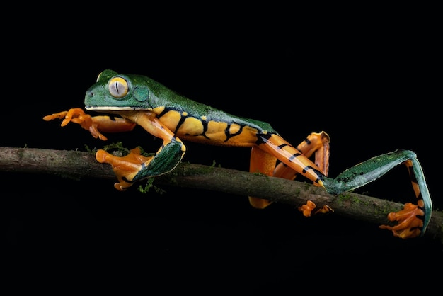 Une grenouille verte et jaune est assise sur une branche avec un fond noir.