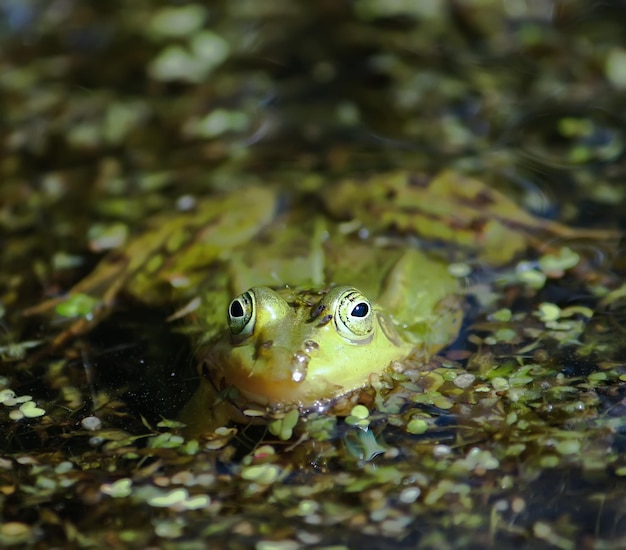 Grenouille verte nageant dans l'étang à l'extérieur au printemps