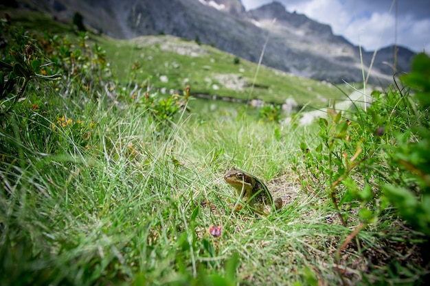 Grenouille verte sur la nature