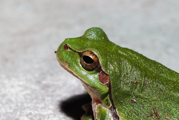 Grenouille verte vue rapprochée