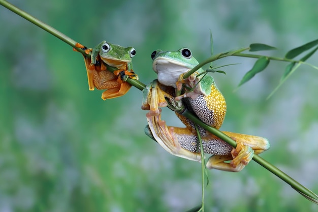 Grenouille volante assise sur une branche belle rainette sur une branche rachophorus reinwardtii rainette de Java