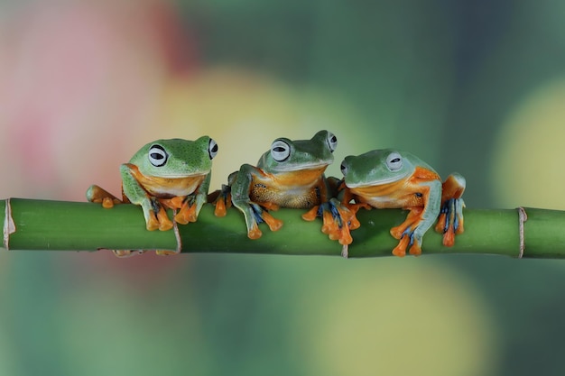 Grenouille volante face gros plan sur la branche javan tree frog image gros plan