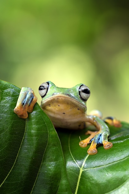 Grenouille volante verte sur la feuille, Rhacophorus reinwardtii