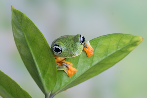 La grenouille volante verte sur une feuille