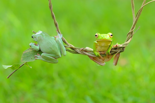 Photo des grenouilles sur des brindilles