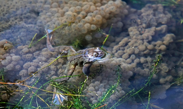 Photo des grenouilles se reproduisent dans un étang du royaume-uni