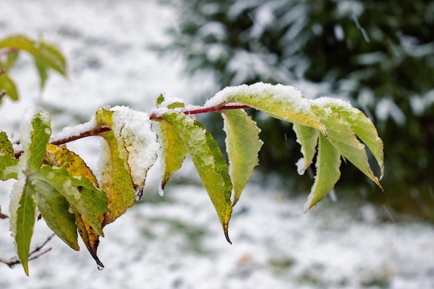 Photo le grésil sur les feuilles vertes d'un arbre se bouchent