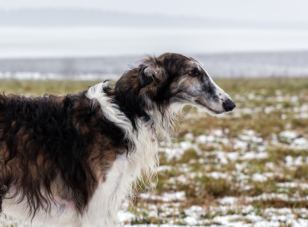 Greyhound dans le contexte du champ en hiver