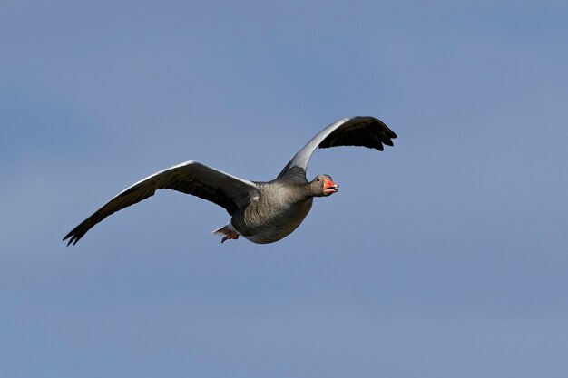 Photo greylag goose (anser anser)