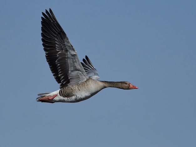 Greylag goose (Anser anser)