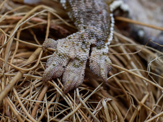 Les griffes d'un lézard sont sur un tas d'herbe.