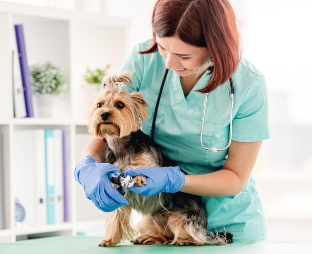 Griffes de Yorkshire terrier coupées avec des tondeuses par le vétérinaire lors d'un rendez-vous à la clinique vétérinaire