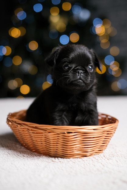 Le griffon mignon de chien de chiot dort dans le bonnet de Noel. Arrière-plan flou de l'arbre du nouvel an. Petite grimace. C