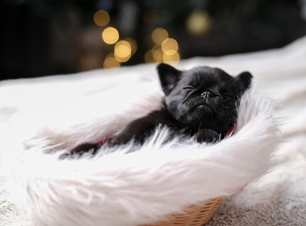 Le griffon mignon de chien de chiot dort dans le bonnet de Noel. Arrière-plan flou de l'arbre du nouvel an. Petite grimace. C