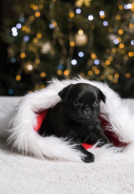 Le griffon mignon de chien de chiot dort dans le bonnet de Noel. Arrière-plan flou de l'arbre du nouvel an. Petite grimace. C