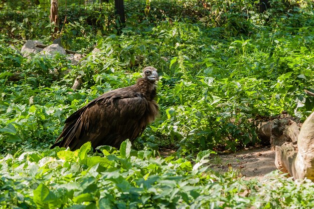 Griffons en gros plan d'herbe verte