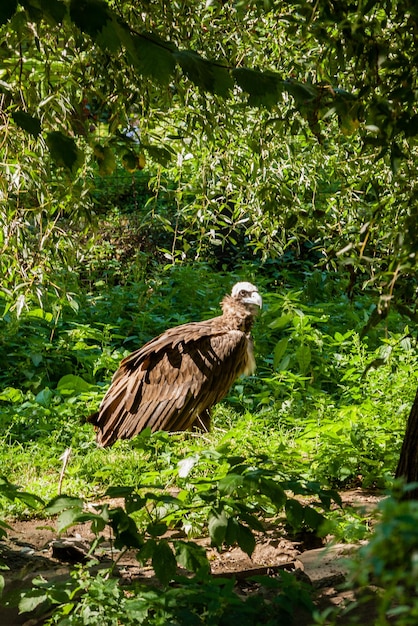 Griffons en gros plan d'herbe verte