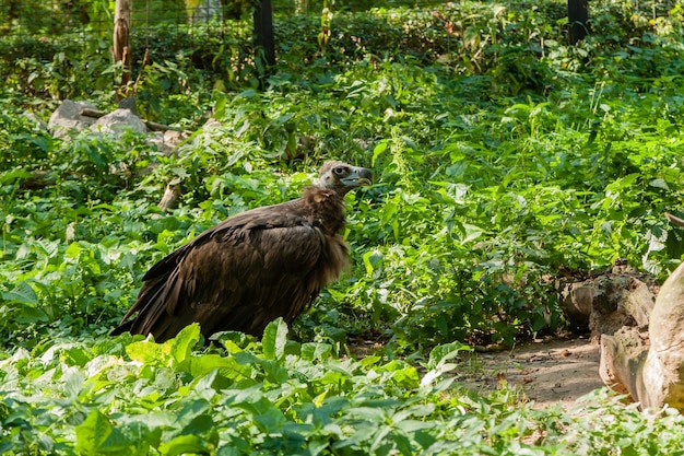 Griffons en gros plan d'herbe verte