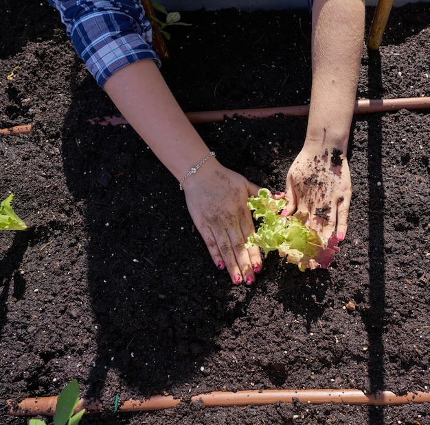 Gril mains planter de la laitue dans le verger