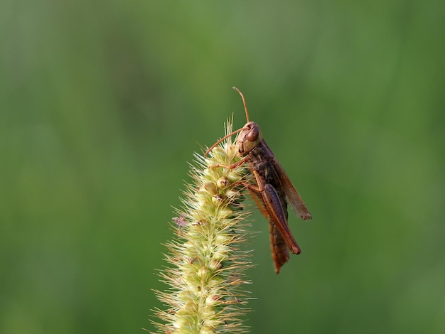 Un grillon mort sur une macro de fleur