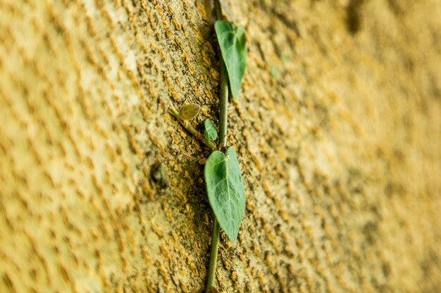 Grimper sur l&#39;arbre