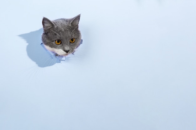 Gris Beau Chat Mignon Jette Un œil Hors D'un Trou Dans Du Papier Bleu. Copie Espace.