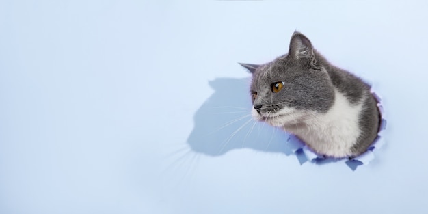 Gris beau chat mignon jette un œil hors d'un trou dans du papier bleu. copie espace.