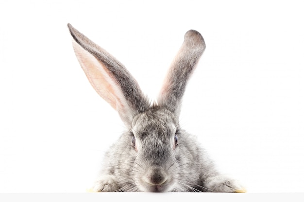 Gris lapin duveteux en regardant le panneau. Isolé. E