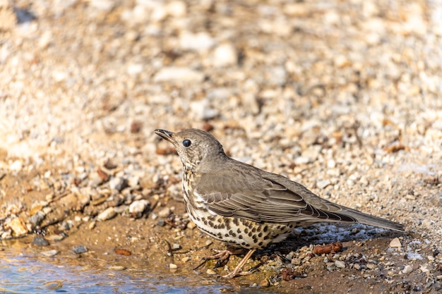 Grive bavarde ou turdus viscivorus à côté de la source