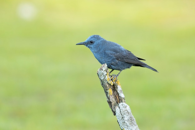 Grive bleue mâle avec les dernières lumières du jour sur son rocher préféré