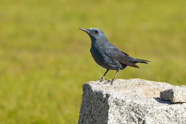 Grive bleue mâle en plumage rut avec la dernière lumière du jour dans son territoire de reproduction