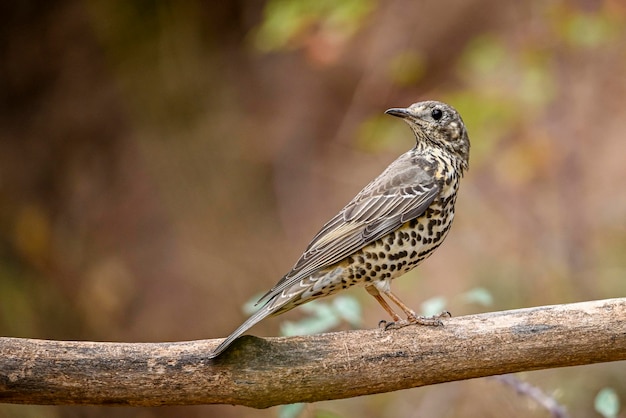 Grive charlo ou Turdus viscivorus oiseau de l'ordre des Passériformes