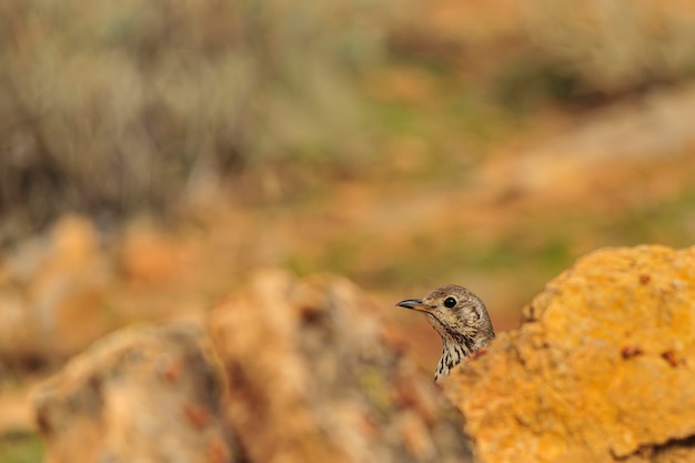 Grive charlo ou Turdus viscivorus oiseau de l'ordre des Passériformes