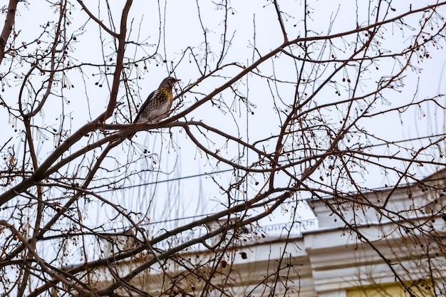 Grive fieldfare sur les branches d'un arbre d'hiver dans la ville contre un ciel nuageux