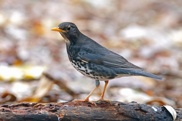 Grive japonaise Turdus cardis Beaux oiseaux mâles de Thaïlande