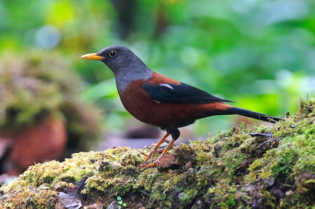 Grive des marais Turdus rubrocanus Beaux oiseaux de Thaïlande